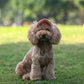 ☀️ Dog Sun Hat with Wide Brim — UV Protection, Breathable & Adjustable for Summer Walks