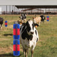 📢📢40% OFF !! ⏰Livestock Full Massage Grooming Scratching Brush