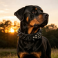 📢📢40% OFF !! ⏰Spiked PU Leather Dog Collar