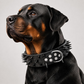 📢📢40% OFF !! ⏰Spiked PU Leather Dog Collar