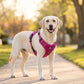 Outdoor Heavy Duty Dog Vest Harness