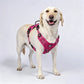 Outdoor Heavy Duty Dog Vest Harness