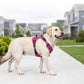 Outdoor Heavy Duty Dog Vest Harness